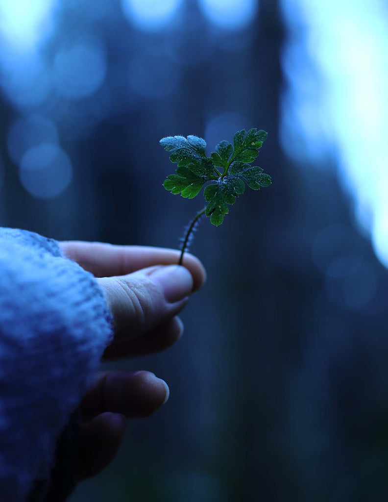 The Healing Powers of Plants on Our Journey to Our True, Loving, Fearless and Radiant Selves!