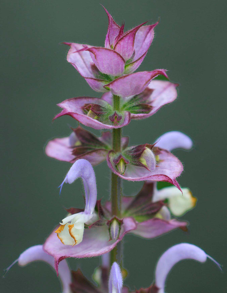 The Magic of Clary Sage - calming, rejuvenating and inspiring!