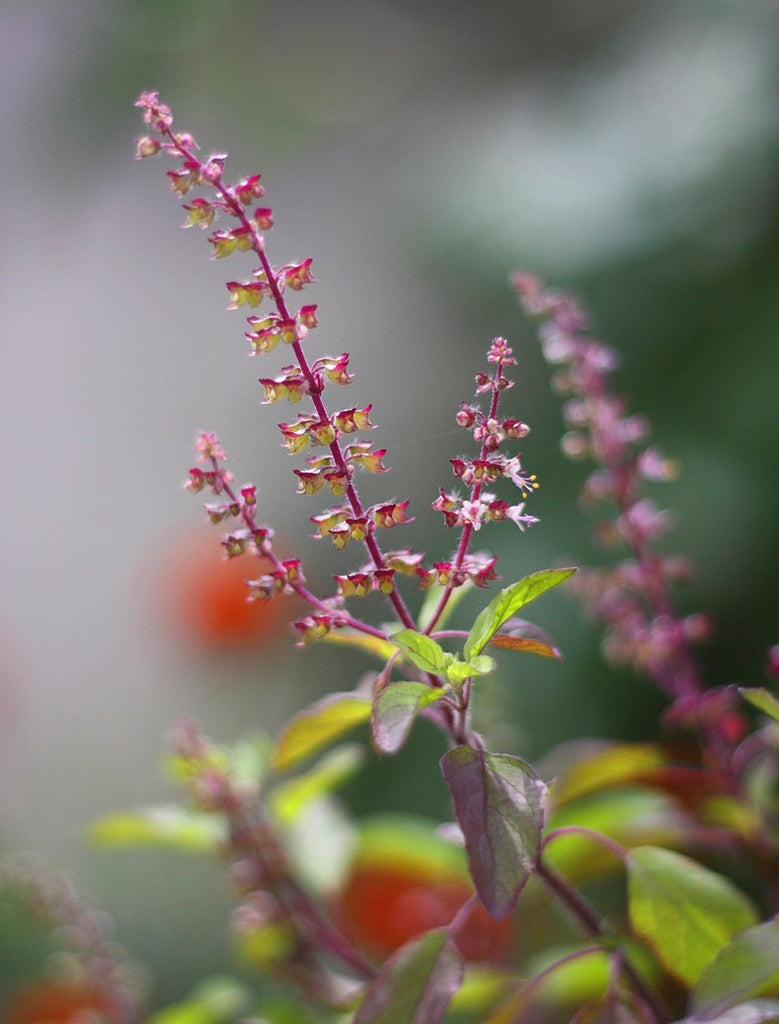 The 'Incomparable' Queen of Herbs: one of the most versatile plants on Earth