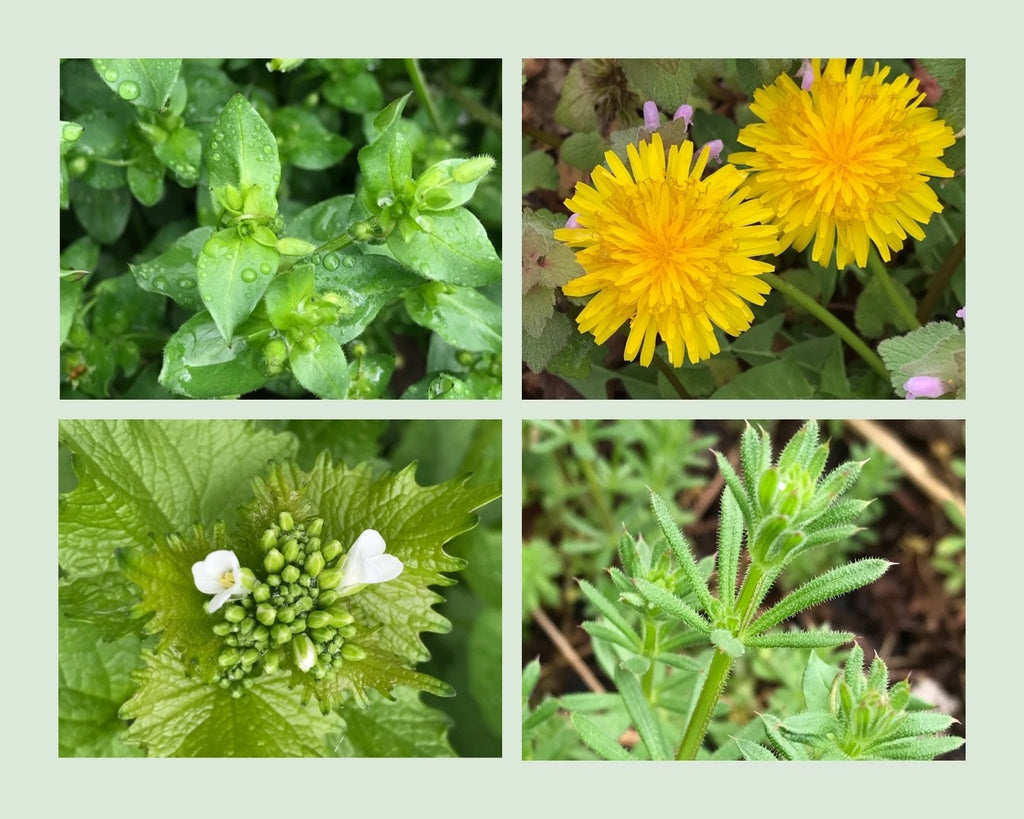 SPRING MEDICINES & MY FAVORITE SPRING PESTO RECIPE! 🌱