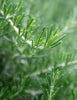 Warmicita Herbals Rosemary