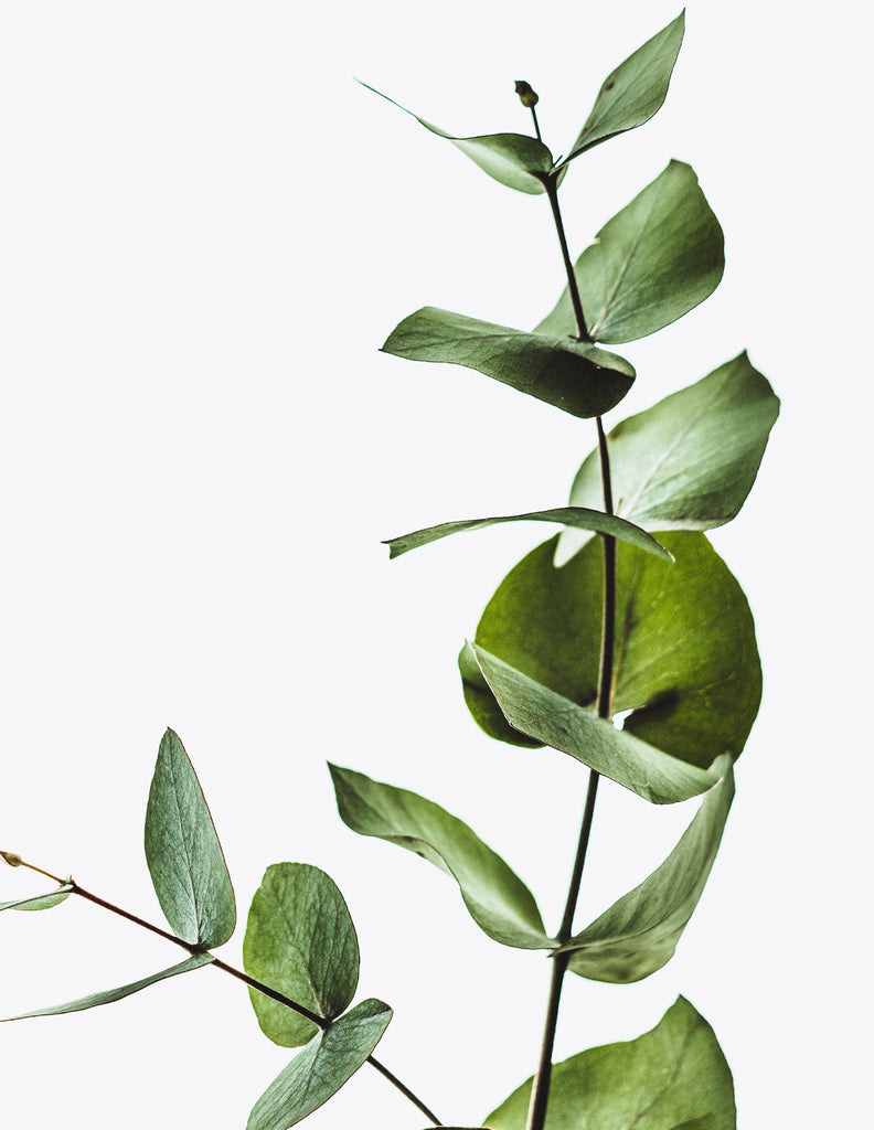 Warmicita Herbals Eucalyptus