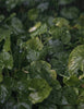 Warmicita Herbals bacopa plant