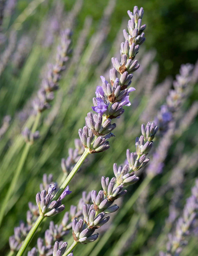 Warmicita Herbals Lavender