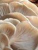 Warmicita Herbals Maitake Mushroom