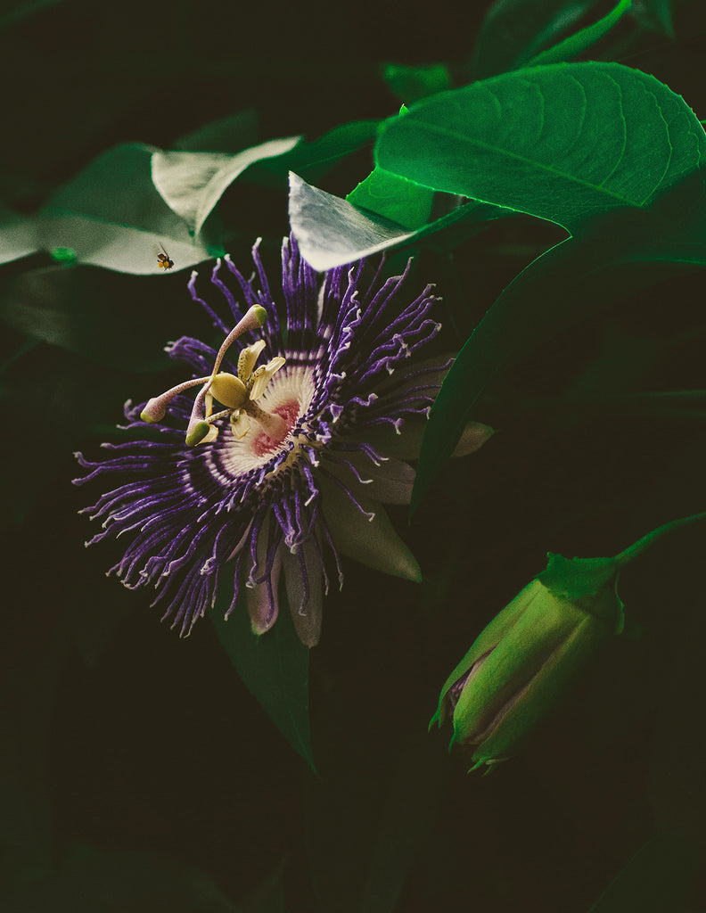 warmicita herbals passionflower